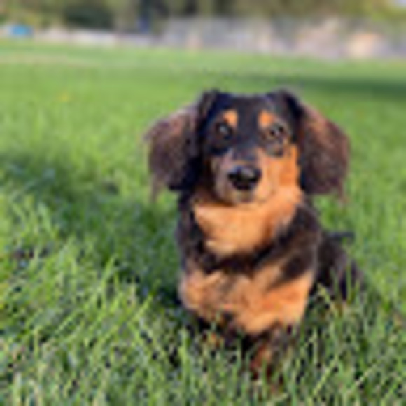 Meet your Posher, Sean - Picture 1 of 1